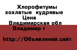 Хлорофитумы хохлатые (кудрявые) › Цена ­ 200 - Владимирская обл., Владимир г.  »    